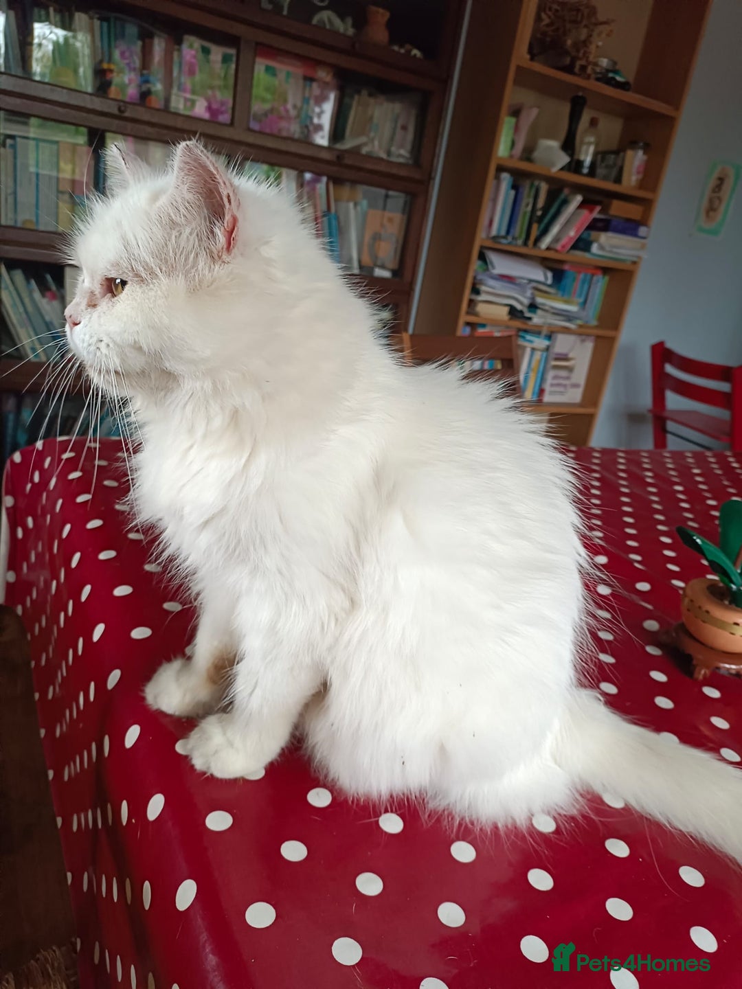 Persian cats for adoption: Agi, Persian and Carla, Persian cross, both aged 6 - Image 13