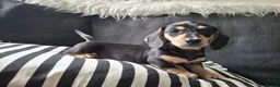 Miniature Dachshund dogs for sale: 🐾❤️KC Reg Miniature dachshunds  - Advert 4