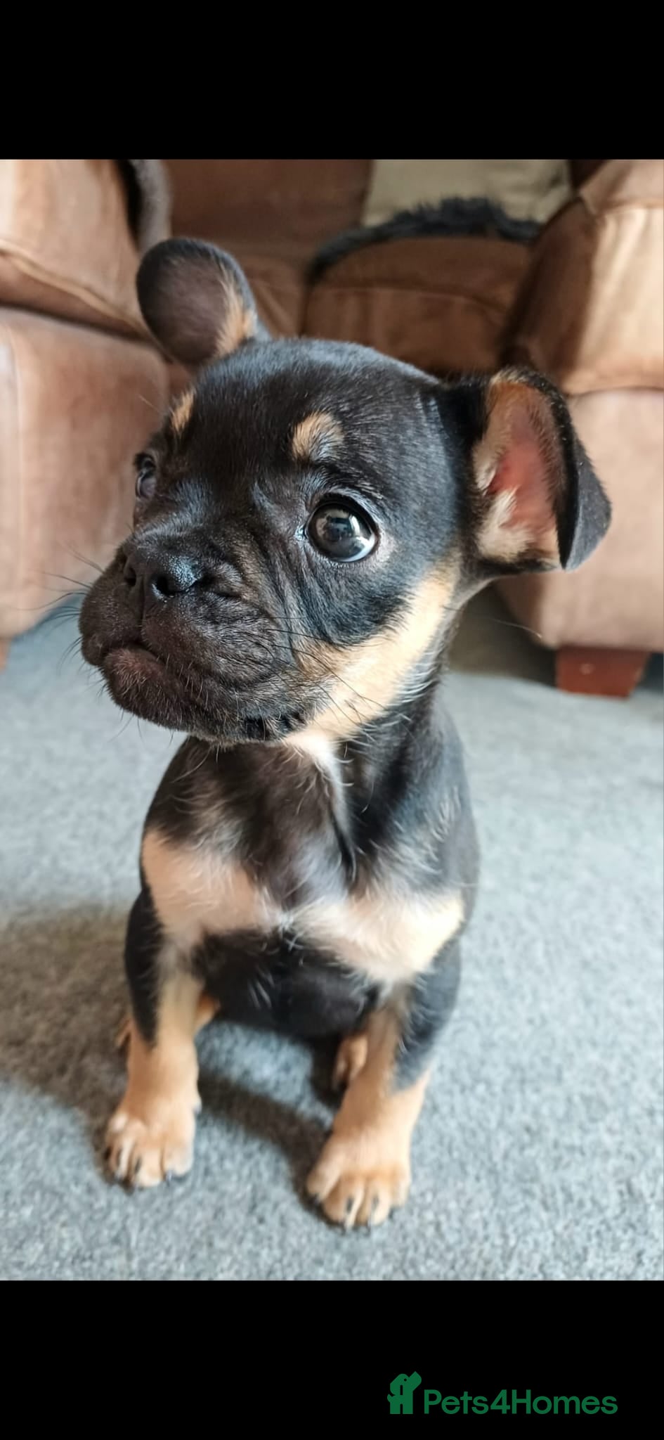 French Bulldog dogs for sale: Frenchie for rehoming - Advert 1