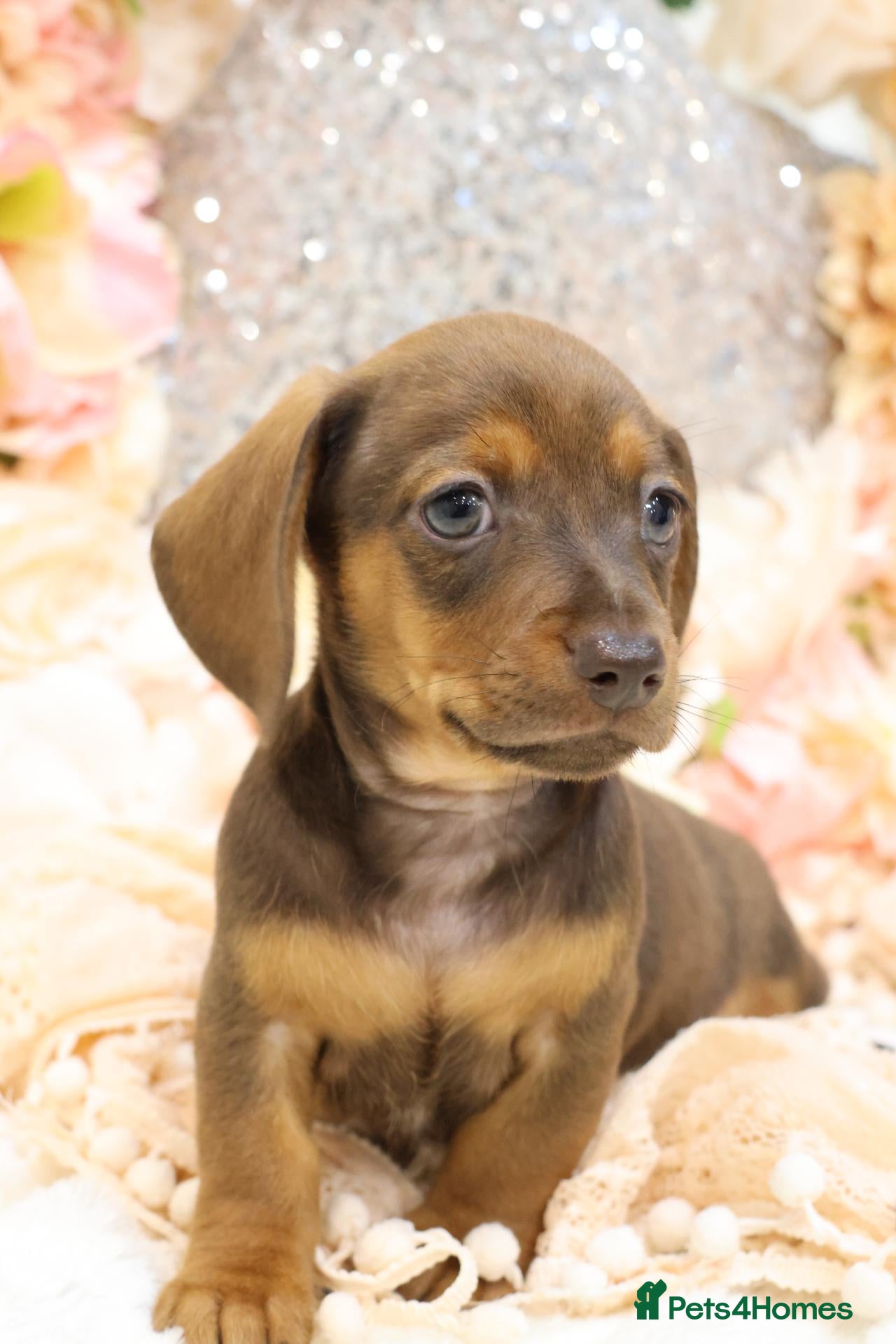 Dachshund dogs for sale: KC Miniature Dachshund Puppies - Advert 8