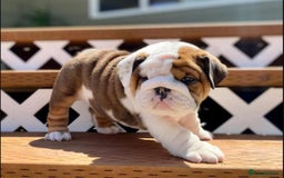English Bulldog dogs for sale: Purebred English Bulldogs - Image 3