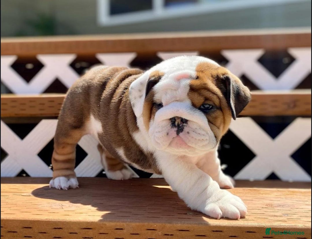English Bulldog dogs for sale: Purebred English Bulldogs - Image 3