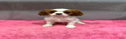 Cavalier King Charles Spaniel dogs for sale: Adorable Cavalier King Charles Spaniels - Advert 9