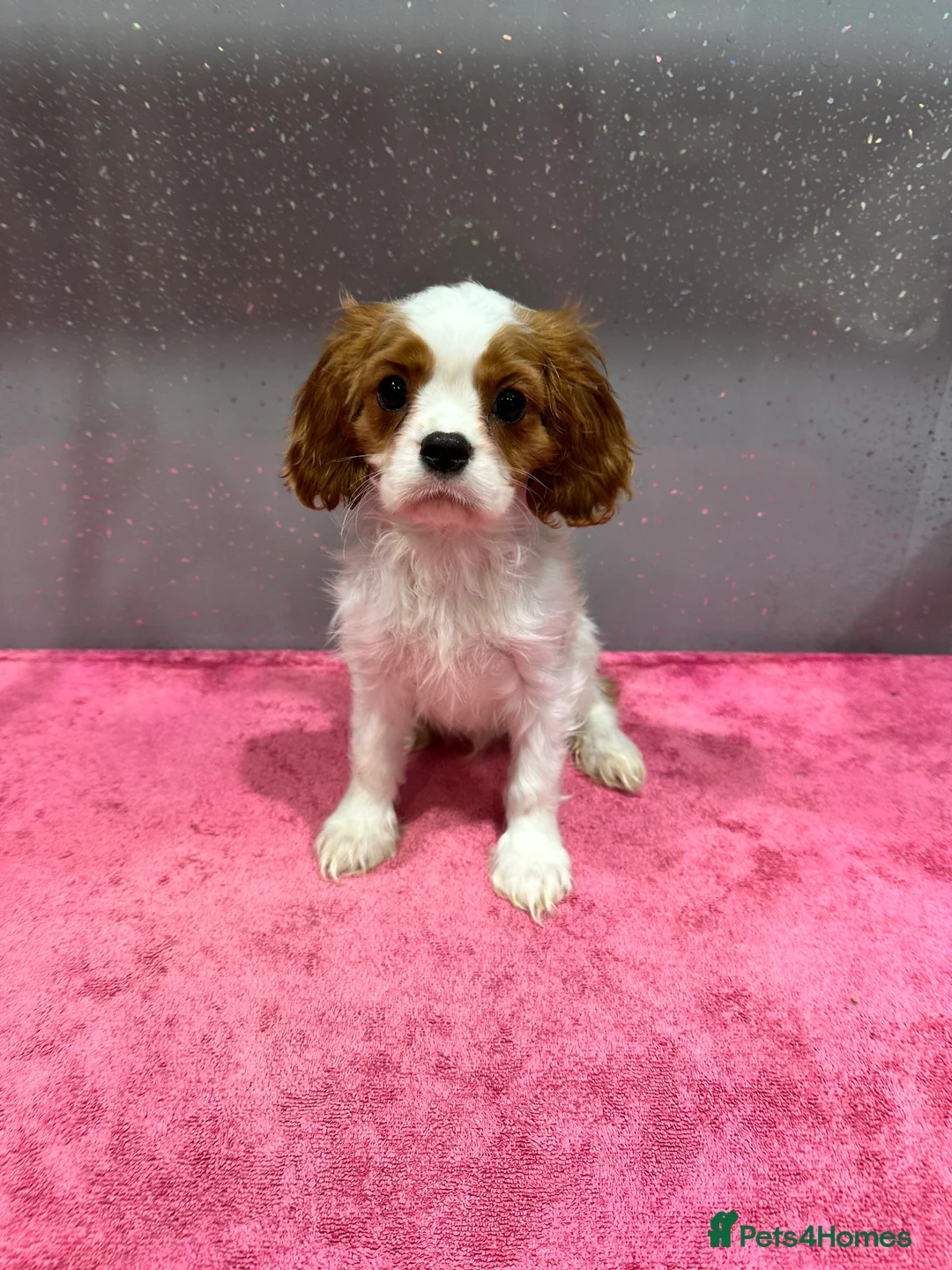 Cavalier King Charles Spaniel dogs for sale: Adorable Cavalier King Charles Spaniels - Advert 9