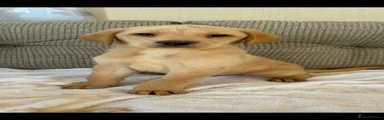 Golden Retriever 5