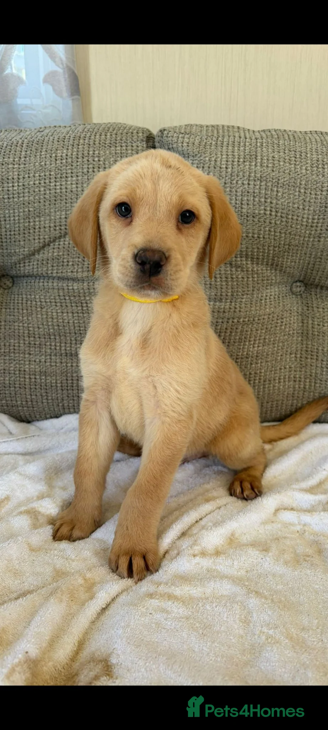 Golden Retriever dogs for sale: Labrador puppies one girl left £800 - Advert 10
