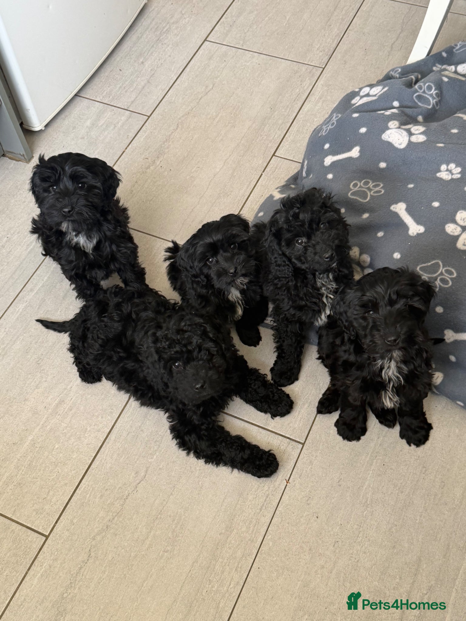 Cockapoo dogs Beautiful cockapoo puppies - Advert 1