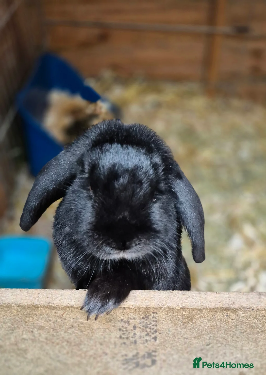 Dutch rabbits for sale: Male Dwarf Lop Bunny Free to good home  - Advert 2