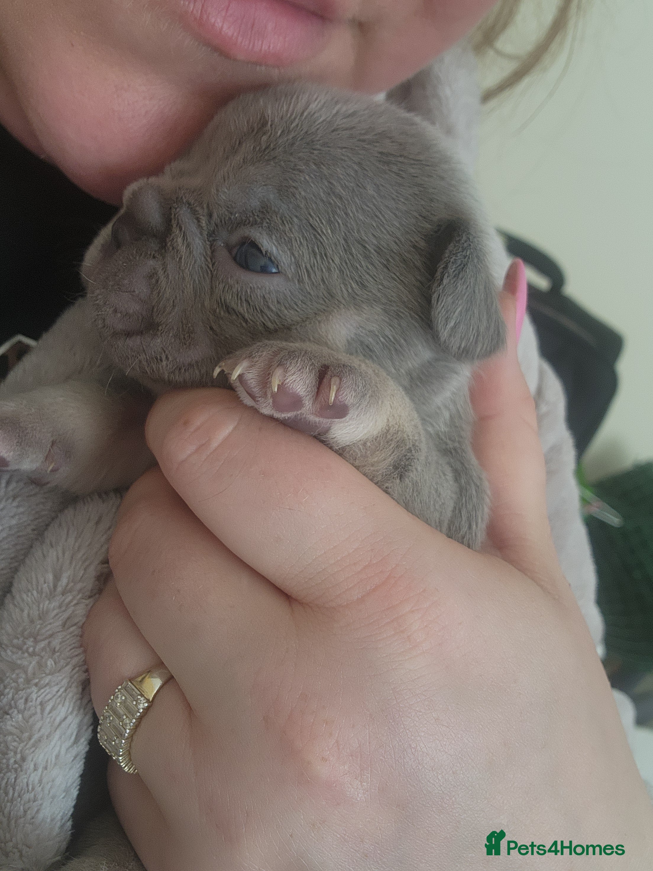 French Bulldog dogs for sale: French Bulldog puppies - Advert 15
