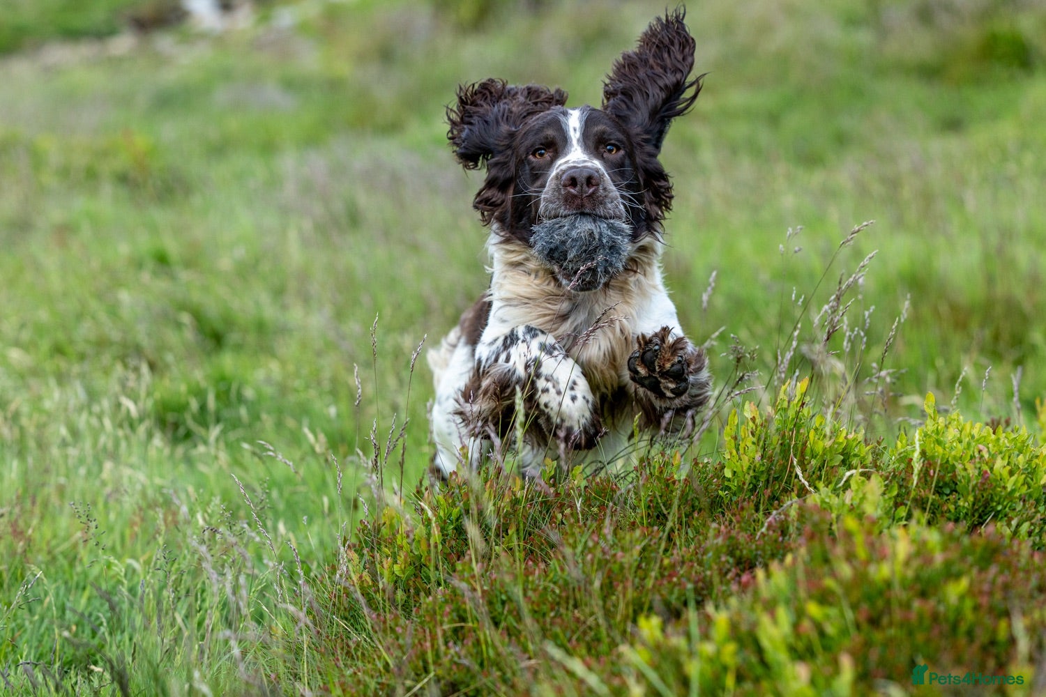 English Springer Spaniel dogs Fully health tested liver & white springer stud - Advert 1