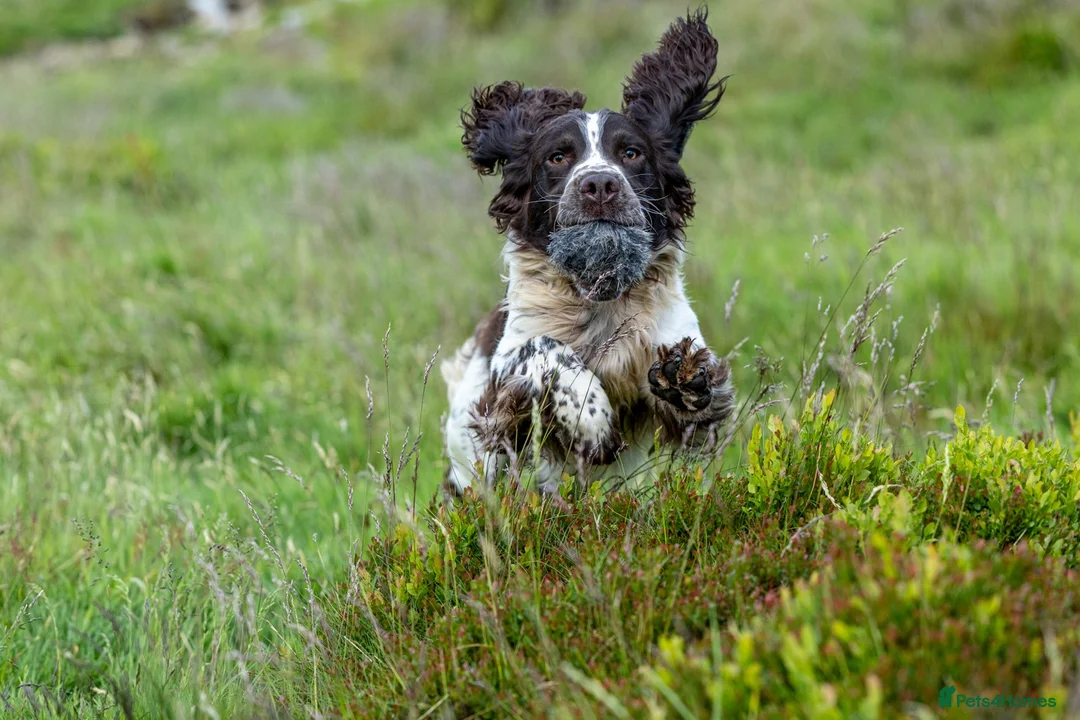 English Springer Spaniel dogs for stud: Fully health tested liver & white springer stud - Advert 1