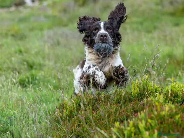 English Springer Spaniel dogs for stud: Fully health tested liver & white springer stud - Advert 1