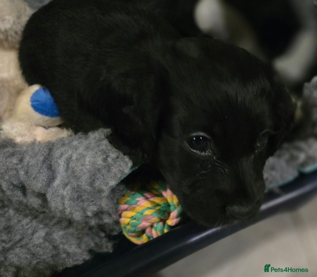 Cocker Spaniel dogs for sale: Working Cocker Spaniel puppies - Advert 16