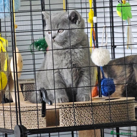 British Shorthair cats - Advert 1