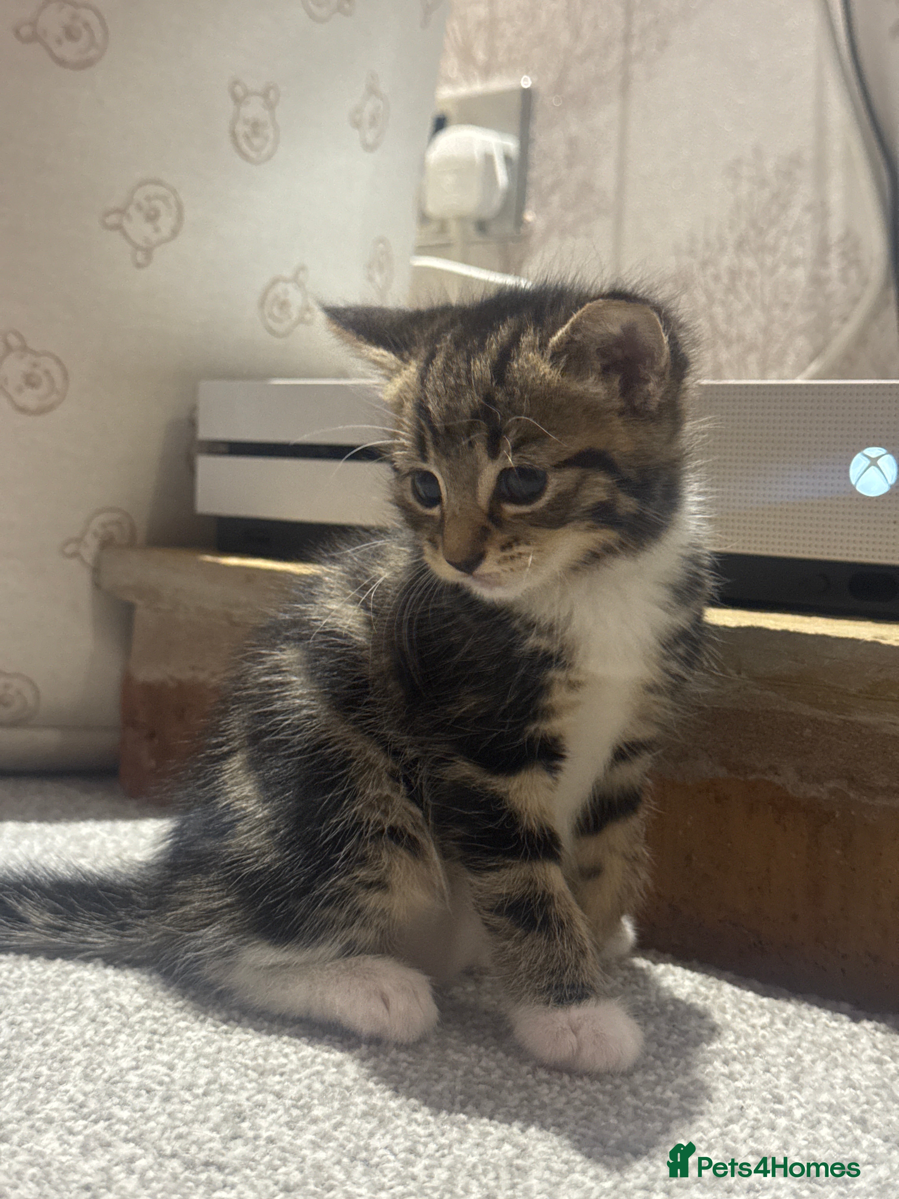 Domestic Shorthair cats Lovely Female Tabby & Tuxedo Kittens - Advert 10