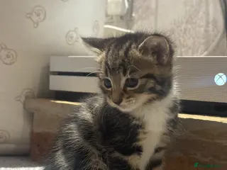 Domestic Shorthair cats Lovely Female Tabby & Tuxedo Kittens - Advert 10