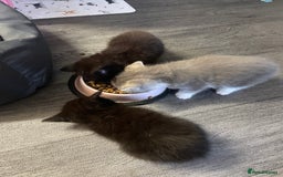 Mixed Breed cats for sale: 1 male still available  in Witney - Image 18