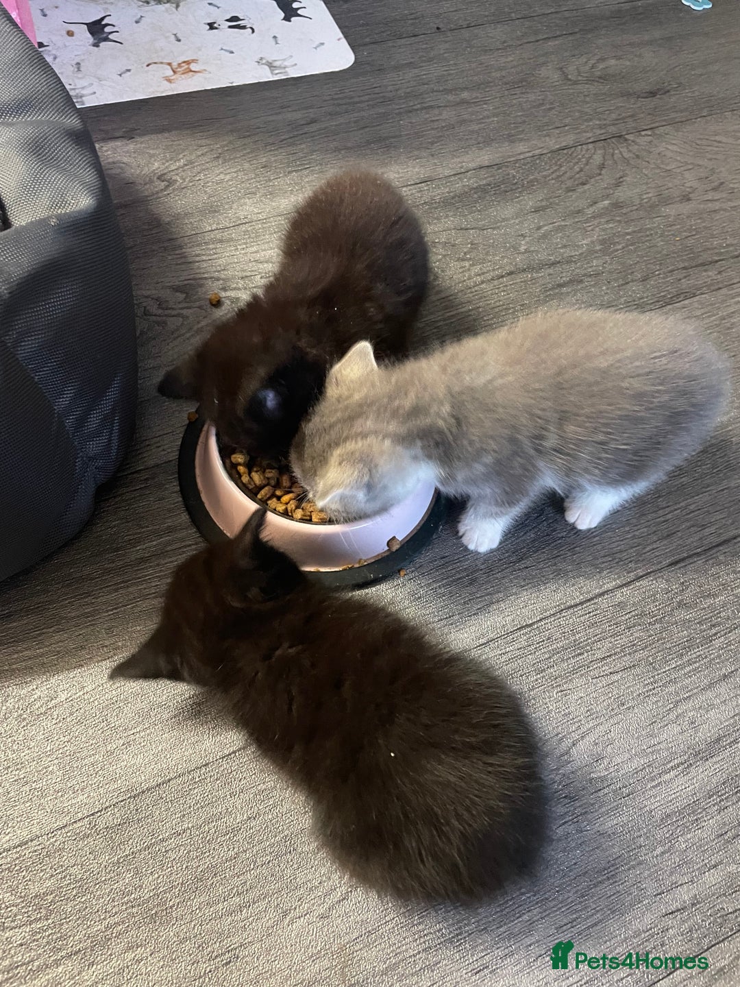 Mixed Breed cats for sale: 1 male still available  in Witney - Image 18