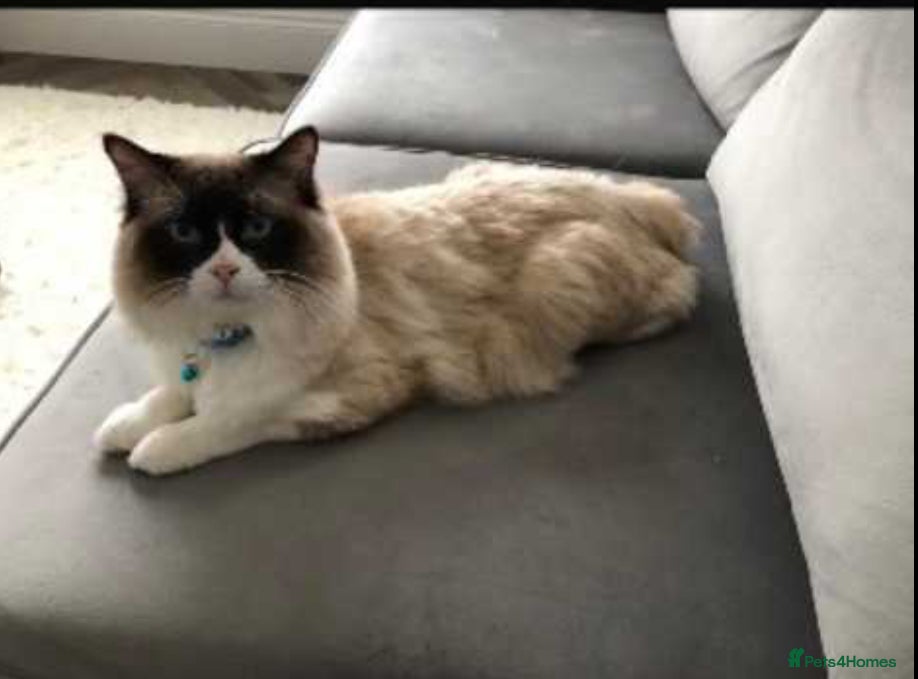 Ragdoll cats Purebred 2-Year-Old Male Ragdoll Cat - £400 - Advert 11