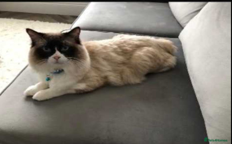 Ragdoll cats - Advert 3