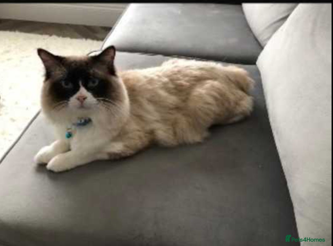 Ragdoll cats for sale: Stunning 2-Year-Old Male Ragdoll Cat - £400 - Image 1