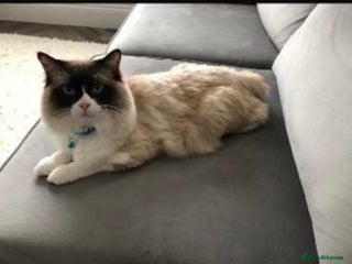 Ragdoll cats - Advert 15