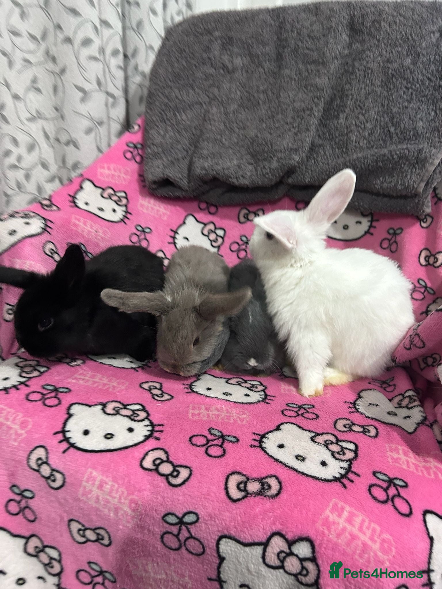 Mixed Breed rabbits Mini lop x Dutch  - Advert 3