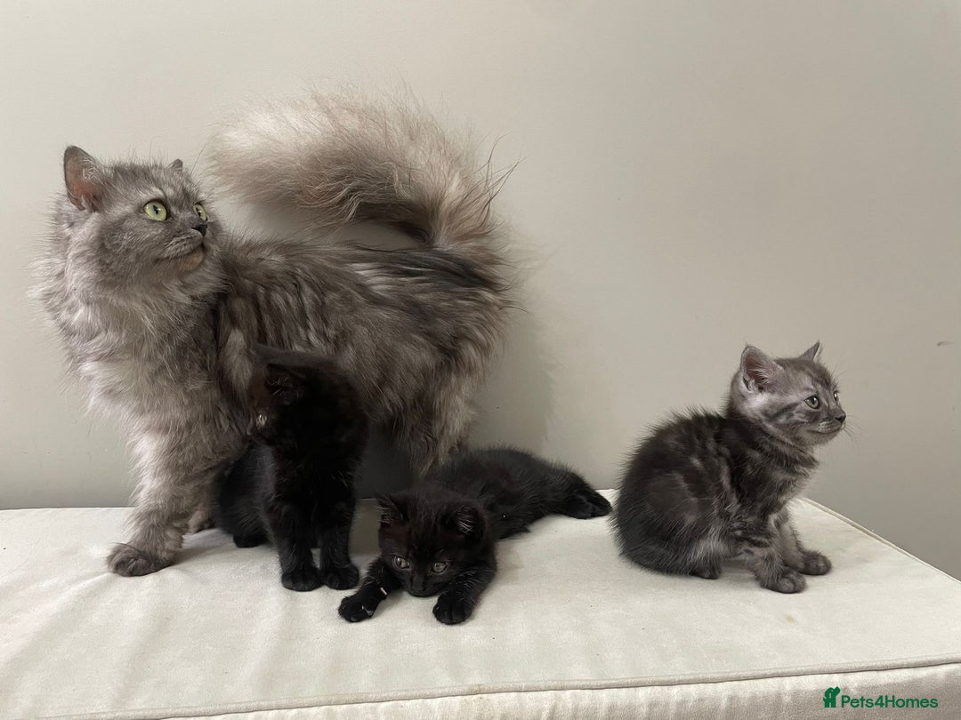 Persian cats for sale: Chinchilla Persian Kittens  - Image 7