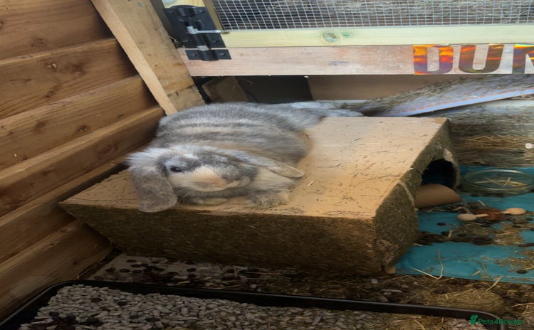 Dwarf Lop rabbits - Advert 1