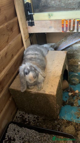 Dwarf Lop rabbits - Advert 11