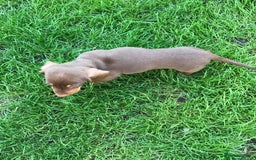 Dachshund dogs for sale: Miniature Dachshund (smooth Haired) - Image 9