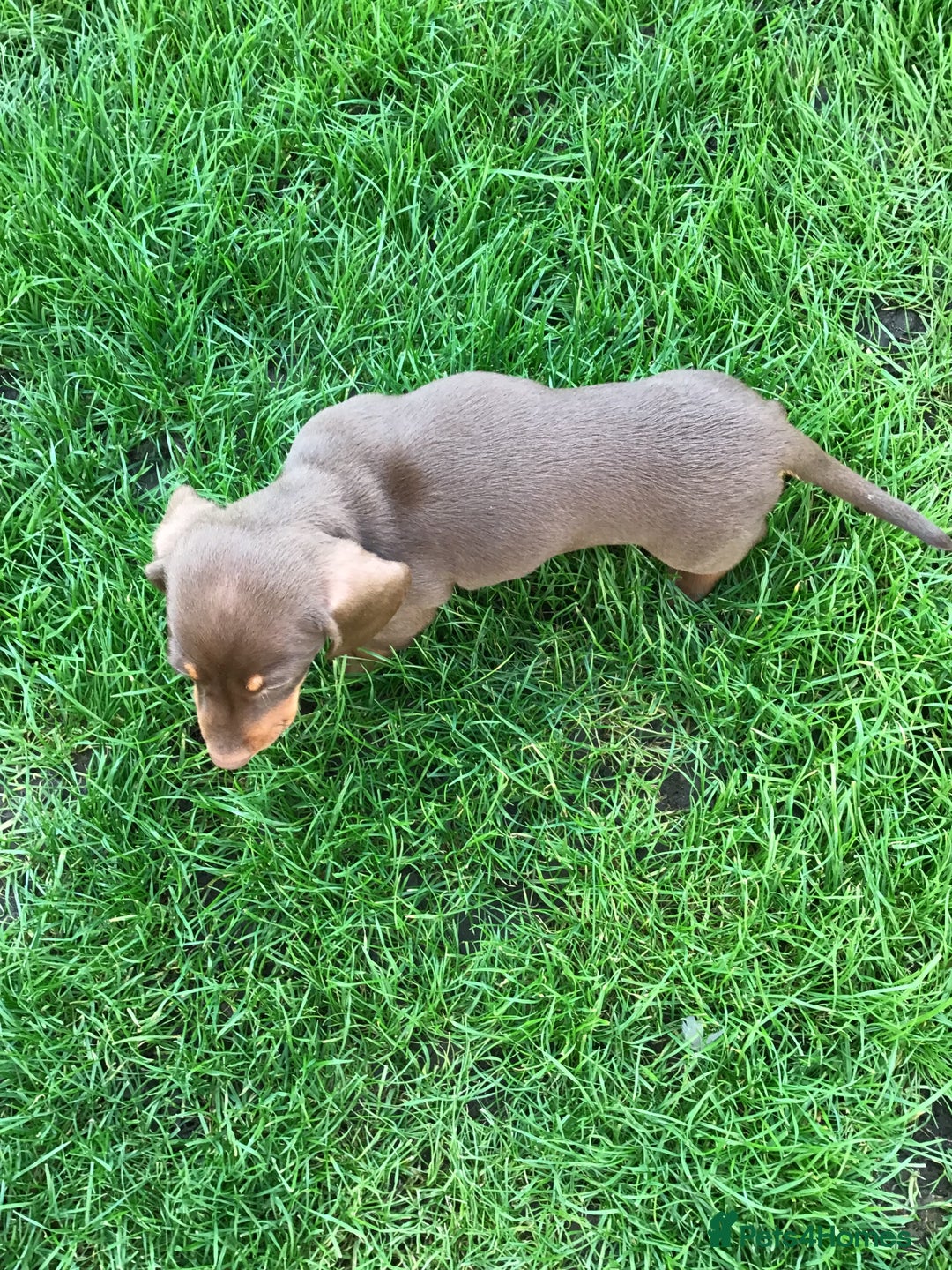 Dachshund dogs for sale: Miniature Dachshund (smooth Haired) - Image 9