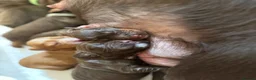 Cocker Spaniel dogs for sale: Stunning pedigree working cocker spaniel puppies  - Advert 12
