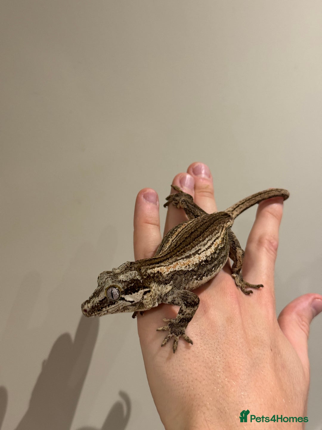 Gecko reptiles for sale: Gargoyle Geckos  - Image 3