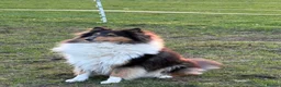 Rough Collie dogs for sale: Shaded Sable Rough Collie puppies  - Advert 9
