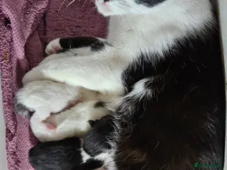 Mixed Breed cats 4 Black and White Mixed Breed Kittens - Advert 1