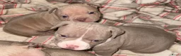 American Bully dogs for sale: Pocket bully puppy s in Durham - Advert 5