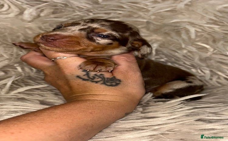 Miniature Dachshund dogs - Advert 4