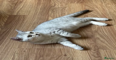 British Shorthair cats - Advert 1