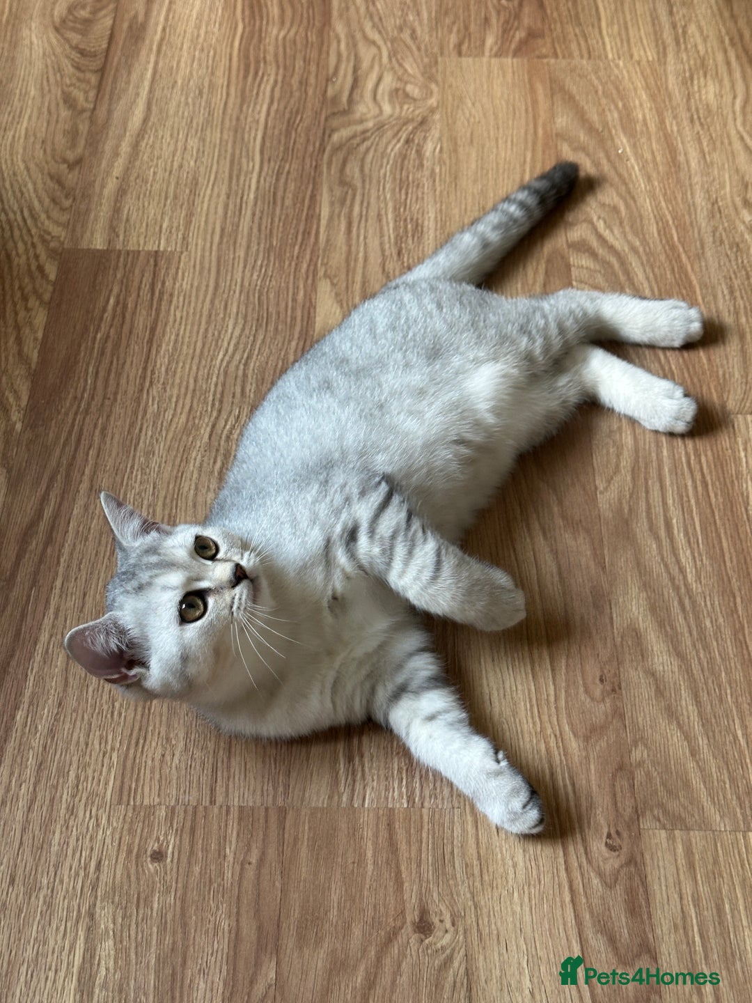 British Shorthair cats for sale: Gorgeous British Longhair & Shorthair Kittens - Image 13