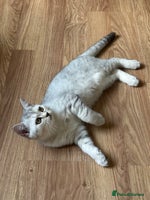 British Shorthair cats - Advert 1