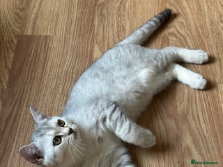 British Shorthair cats - Advert 8