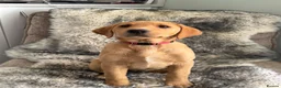 Labrador Retriever dogs for sale: ONLY 2 BEAUTIFUL RED FOX LABRADOR GIRLS REMAINING - Advert 2