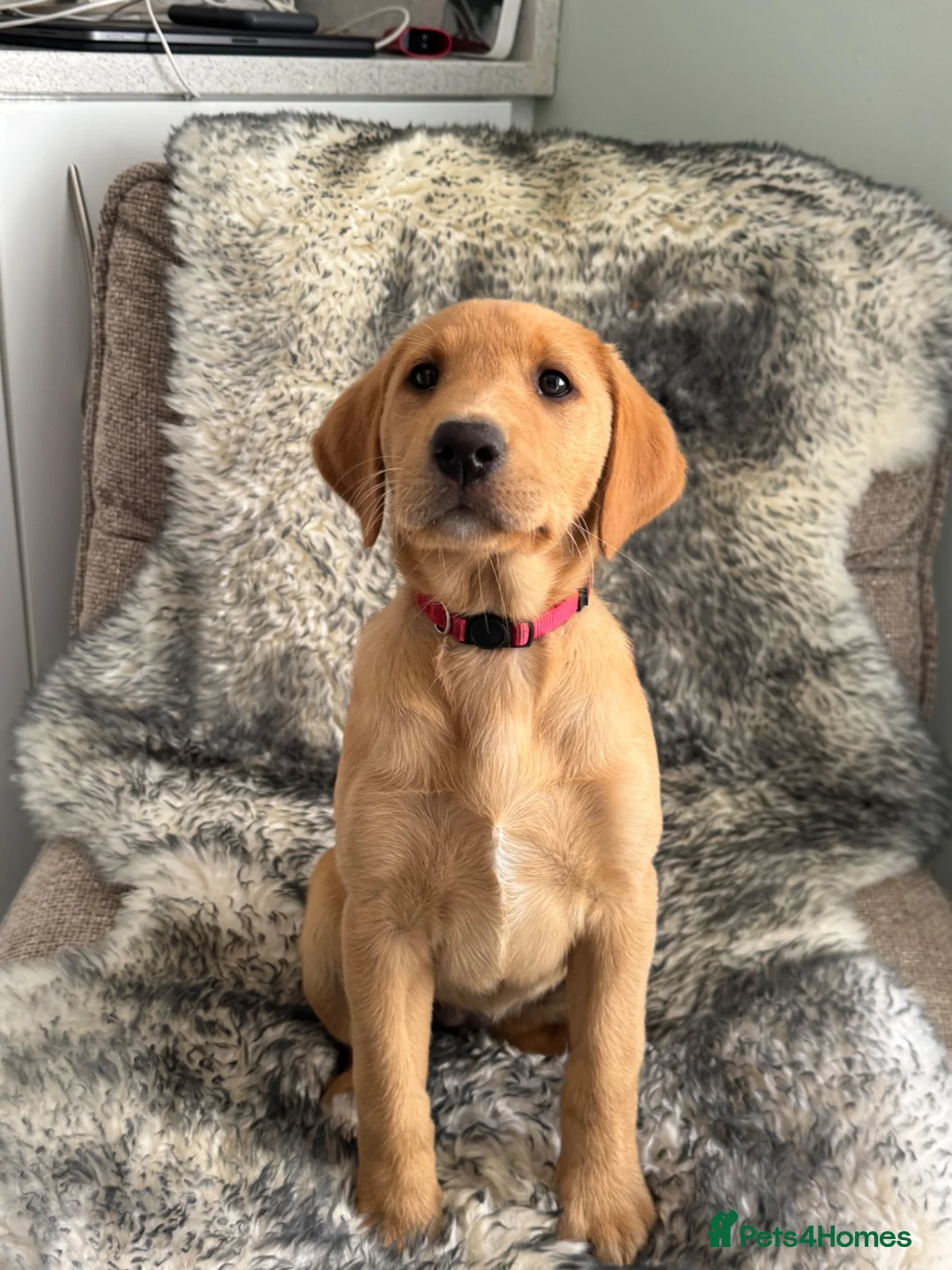 Labrador Retriever dogs for sale: ONLY 2 BEAUTIFUL RED FOX LABRADOR GIRLS REMAINING - Advert 2