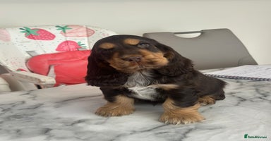 Cocker Spaniel dogs - Advert 9