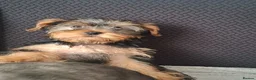 Yorkshire Terrier dogs for sale: Beautiful Girl Yorkshire Terrier - Advert 2