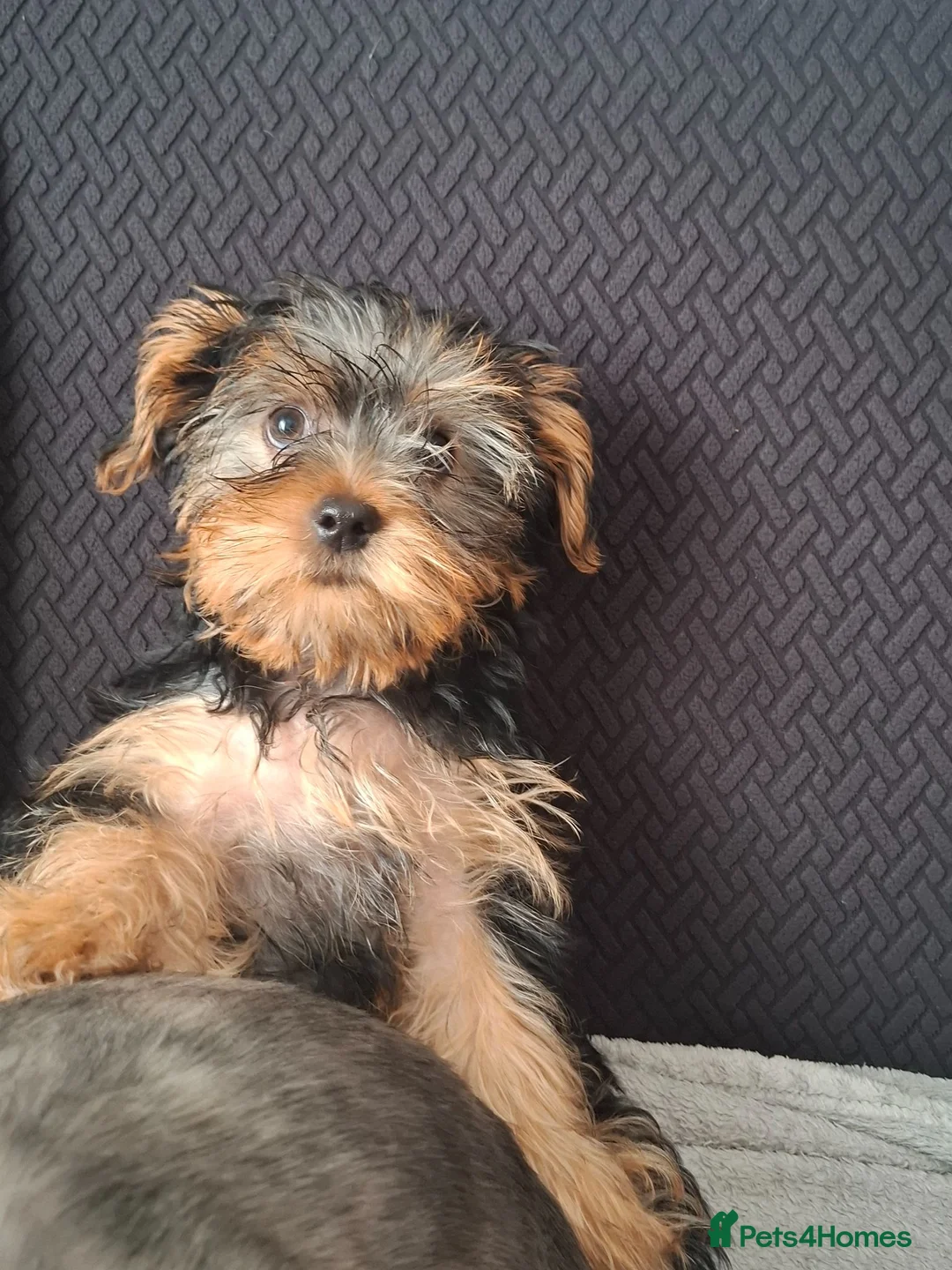 Yorkshire Terrier dogs for sale: Beautiful Girl Yorkshire Terrier - Advert 2