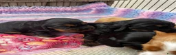 Cocker Spaniel dogs for sale: Show Type Cocker Spaniels  in Northallerton - Advert 10