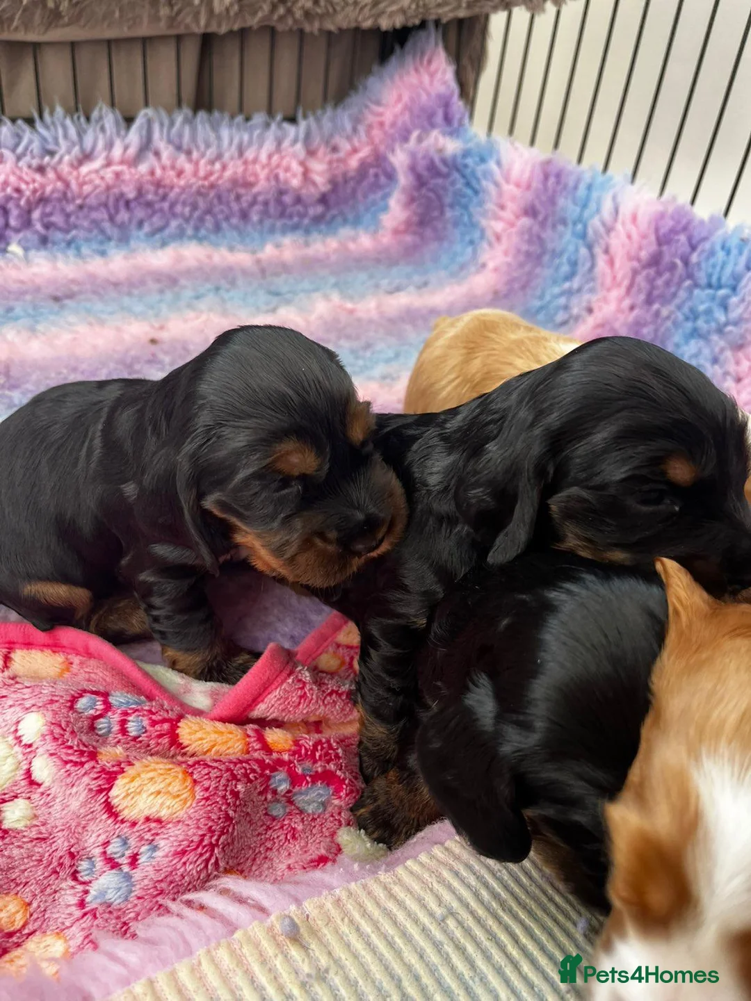Cocker Spaniel dogs for sale: Show Type Cocker Spaniels  in Northallerton - Advert 10