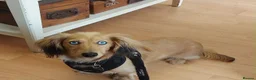 Miniature Dachshund dogs for stud: Dyson for stud  - Advert 3